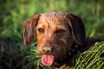 dachshund, dog look, pet