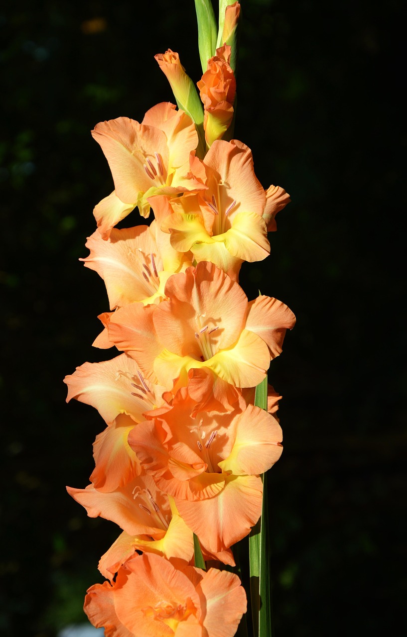 Gladiolus Gladidus Butterfly Free Photo On Pixabay Pixabay