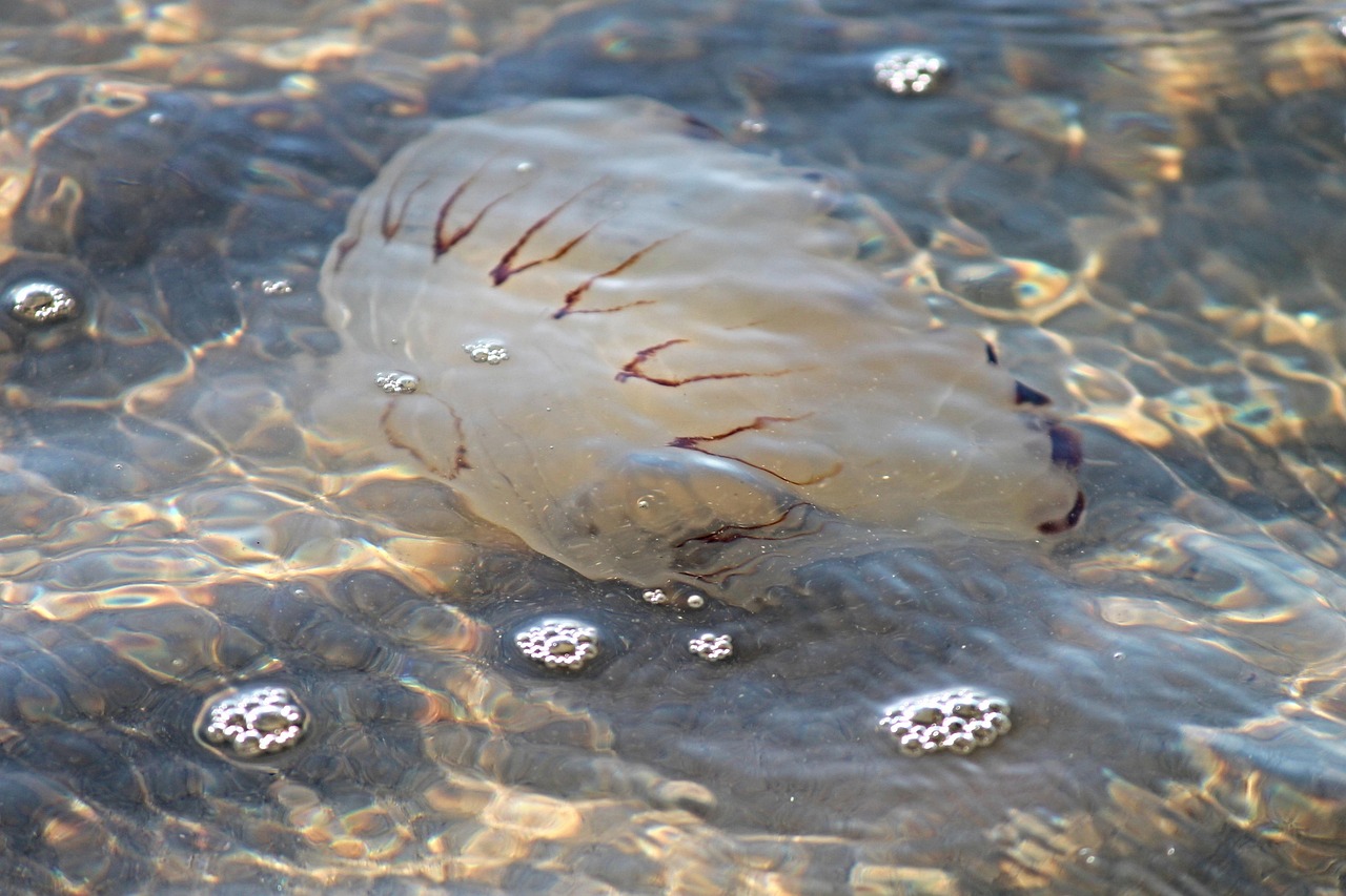 Compass Jellyfish North - Free photo on Pixabay