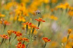 afrikaner, bee, insect