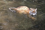 tiger, pilsen zoo, water