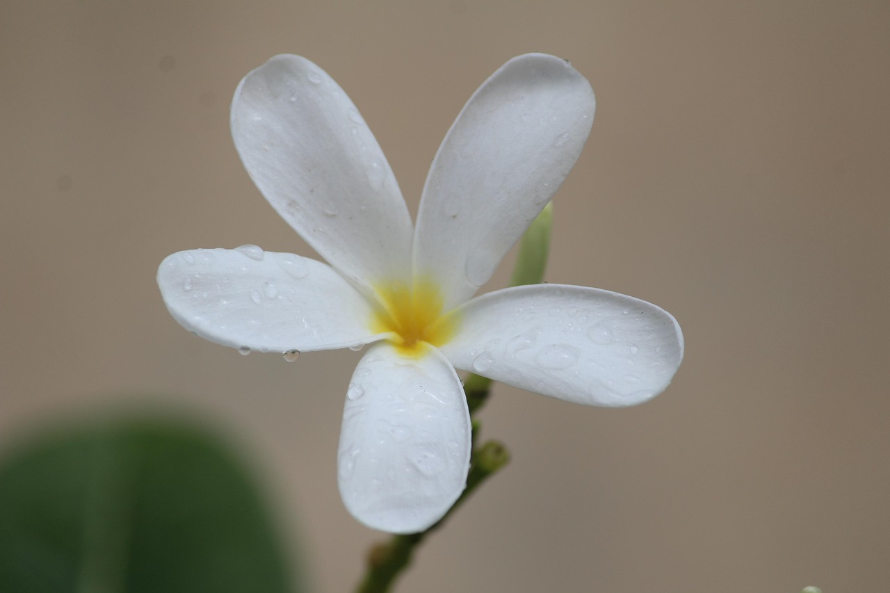 Sitemapcdatahttpsfoowindecoocom4 Images 1 Mot Fleur Blanche