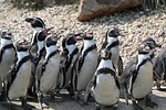 penguin, pilsen zoo, group