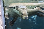 otter, pilsen zoo, animal