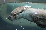 otter, pilsen zoo, animal