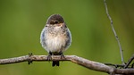 shrike general, cub, bird