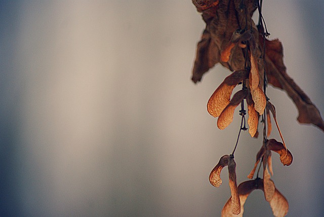 Free Maple Tree photo and picture