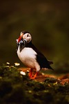 puffin, fish, animal