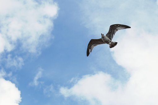 Free Seagull Beach photo and picture