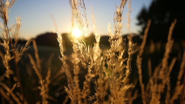 Free Wheat Sunset photo and picture