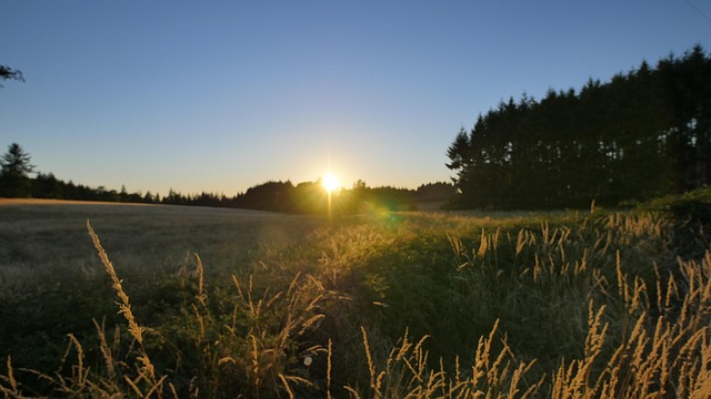 Free Field Sunset photo and picture