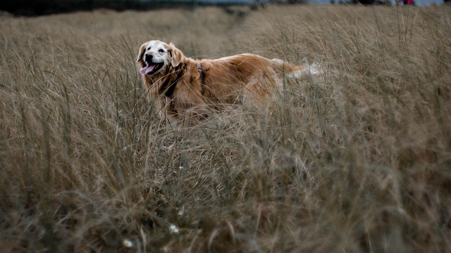 Free Dog Field photo and picture