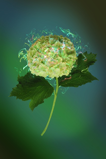 Free Hydrangea Flower photo and picture