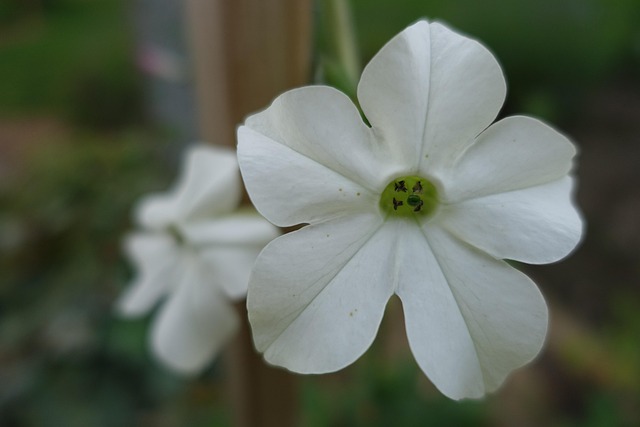 Hvid, Blomst, Blomst Baggrund, Plante