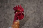 cock, hen, gite in rural normandy
