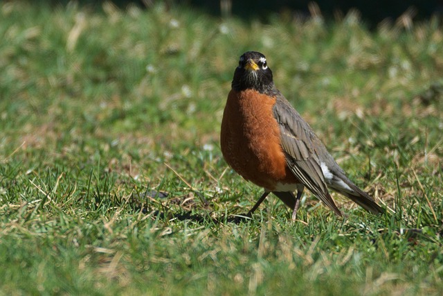 Robin, Fugl, Fugleopdræt
