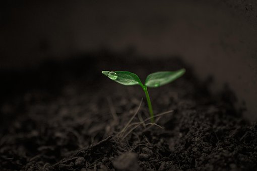 Verde, Crecer, Planta, Lluvia, Único