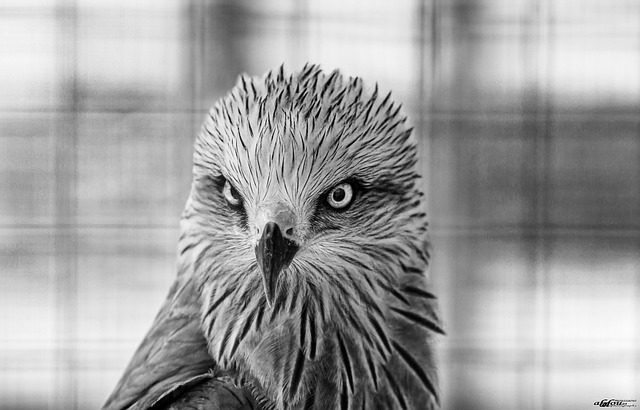 Free Bird Animal photo and picture