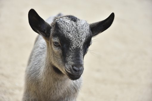 Free Goat Good photo and picture