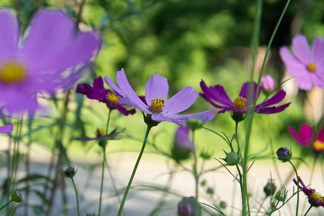 Free Flowers Flower Background photo and picture