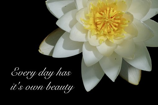 Water Lily, Water Flower, Poetry, Saying