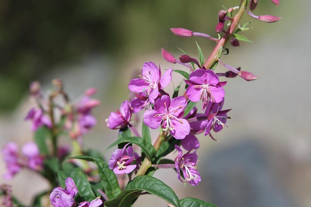 Free Flower Purple photo and picture