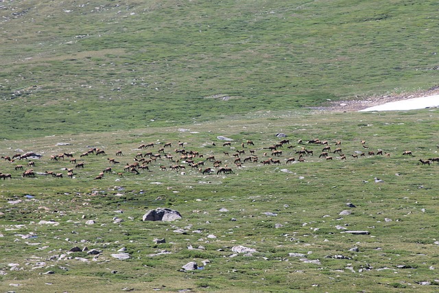 Free Elk Herd photo and picture