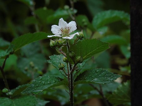 สี, พื้นหลังดอกไม้, Blackberry, ธรรมชาติ