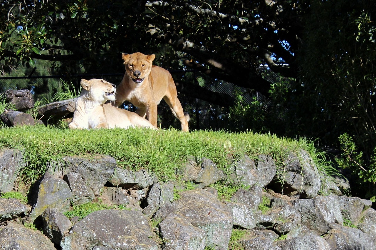 ライオン ライオンのカップル 動物園 Pixabayの無料写真