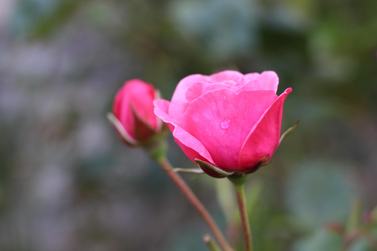 Rosas Botão Flor - Foto gratuita no Pixabay - Pixabay
