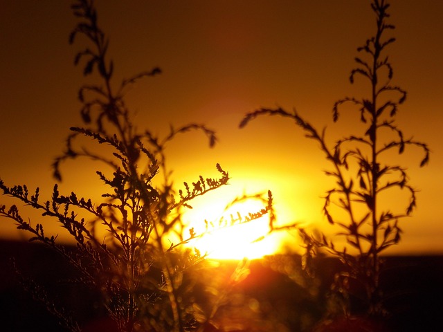 Free Summer Sunset photo and picture