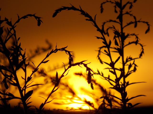 Free Summer Sunset photo and picture