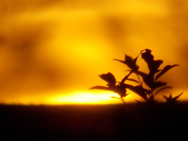 Free Summer Sunset photo and picture