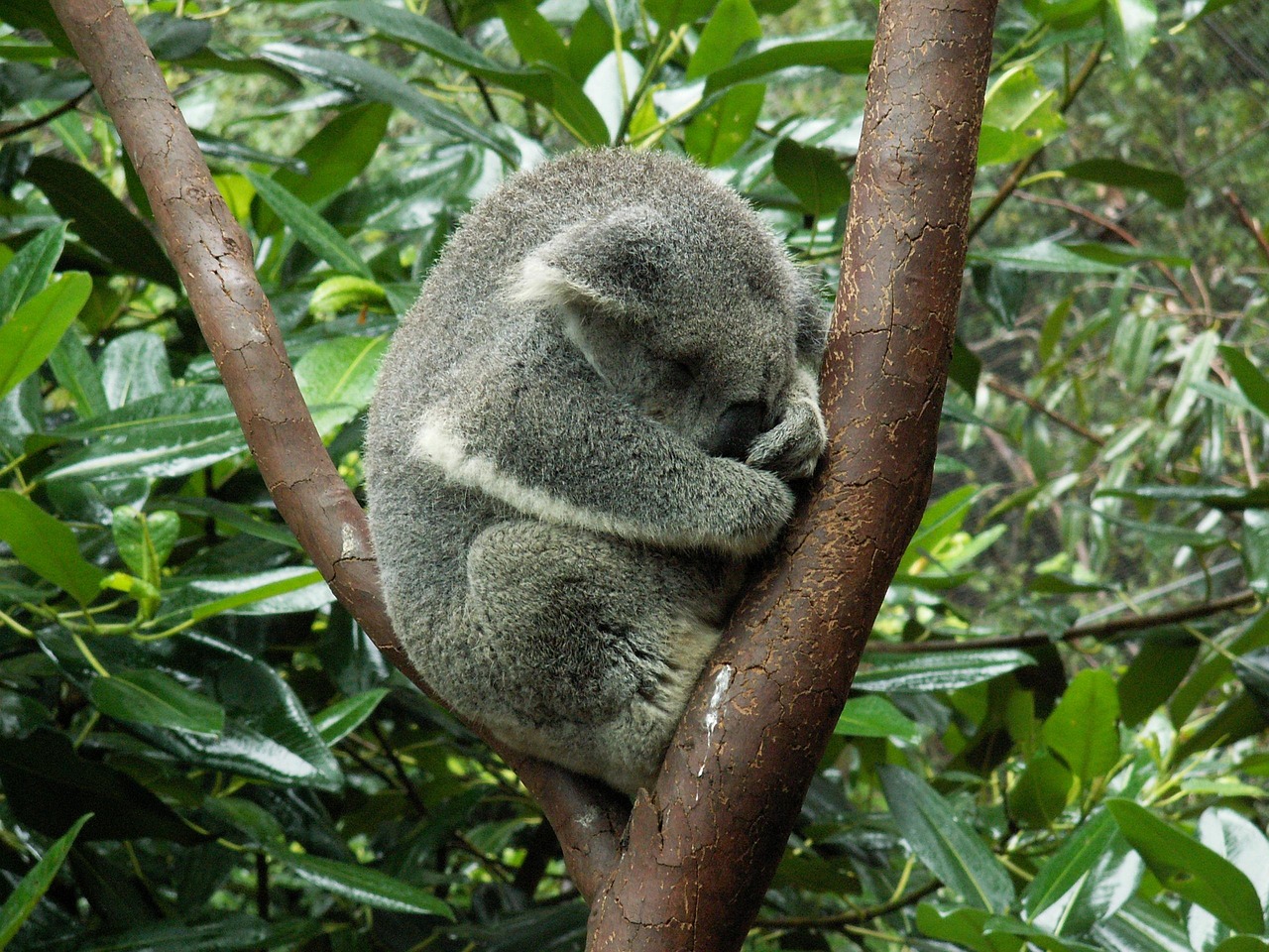 Koala Bear Australia The Free photo on Pixabay Pixabay
