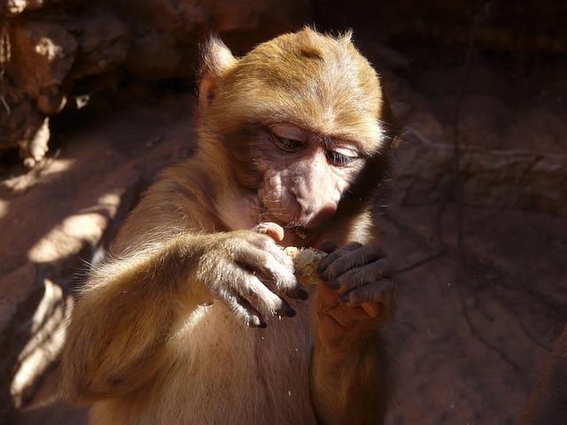 Free Ape Morocco photo and picture