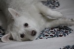 japanese spitz, canis lupus familiaris, dog