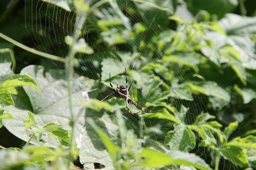 Spinne, Wild, Busch, Netz, Beute, Natur
