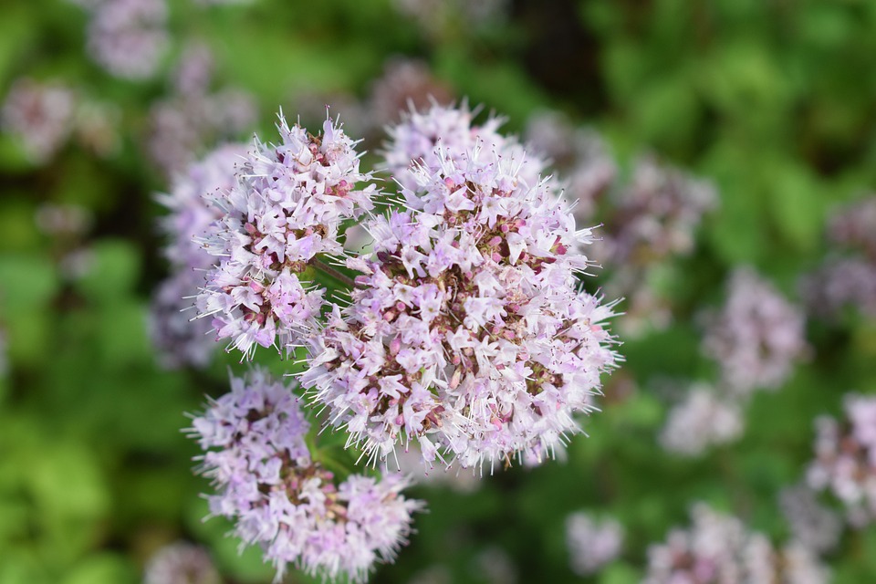 kungsmynta-oregano-herbs-free-photo-on-pixabay-pixabay