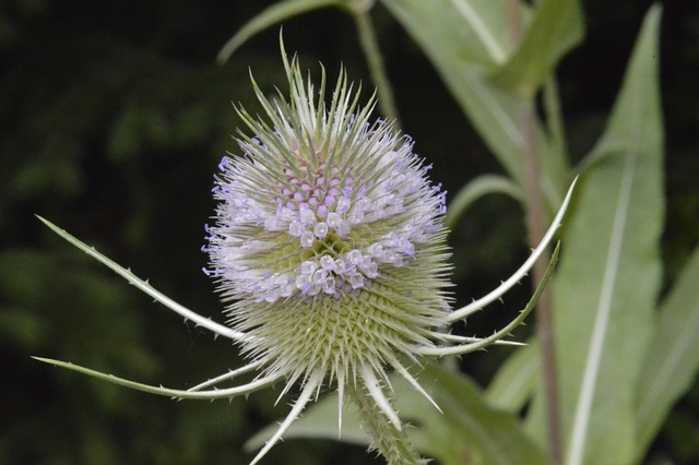 Free Wild Card Dipsacus Fulonum photo and picture