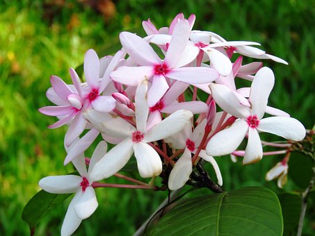 Free Flower Fresh photo and picture