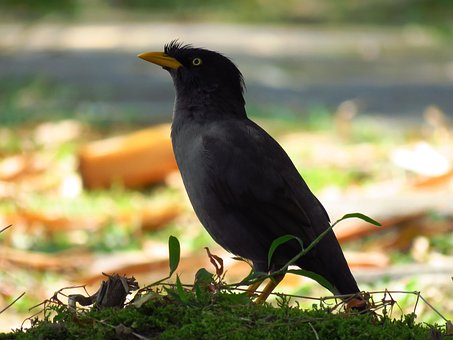 Free Minah Bird photo and picture