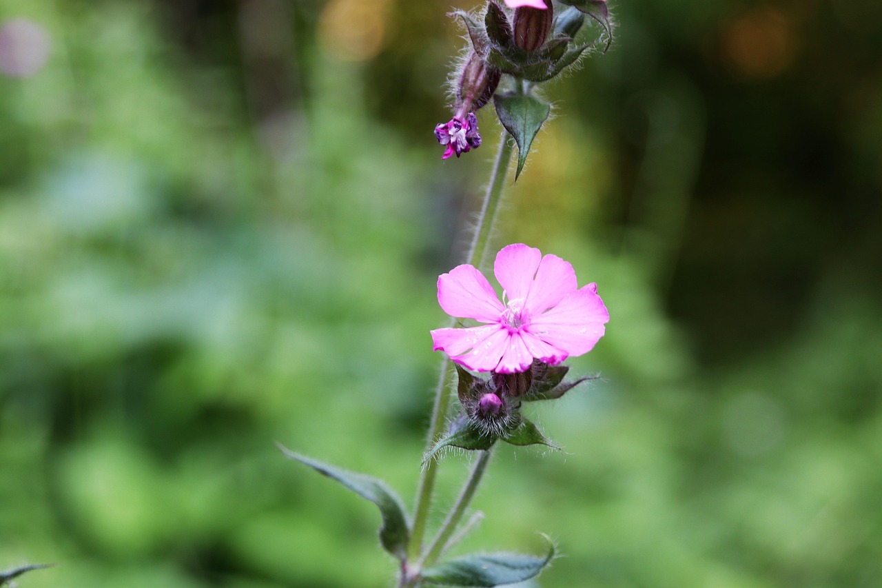 Ping Flower Power Green - Free photo on Pixabay