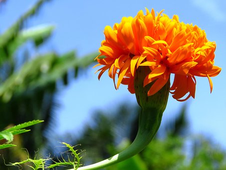 Free Yellow Flower photo and picture