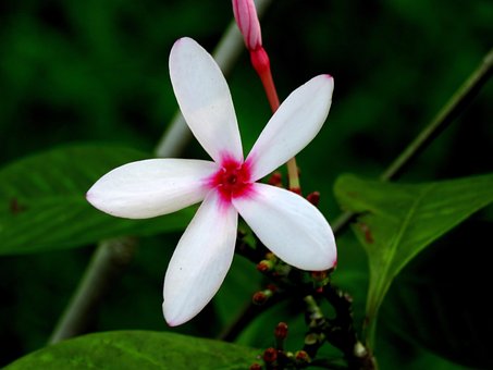 Free White Flower photo and picture