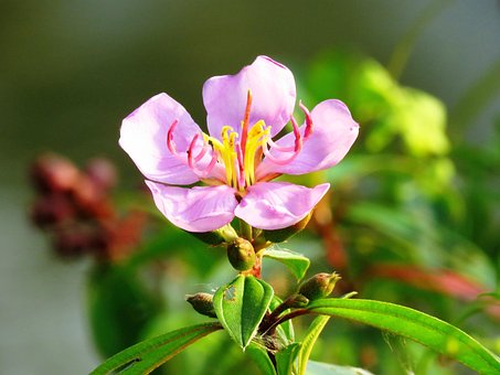 Free Close Up Nature photo and picture