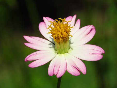 Free Flower Fresh photo and picture