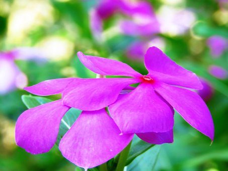 Free Pink Flower Background photo and picture
