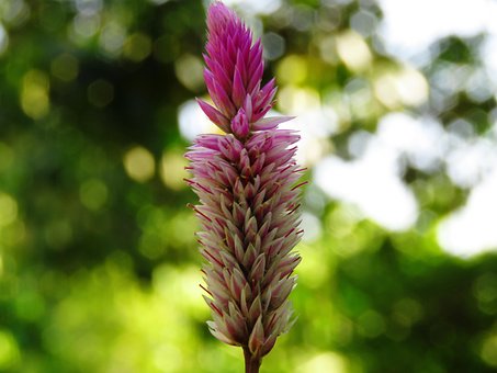 Free Flower Zoom photo and picture