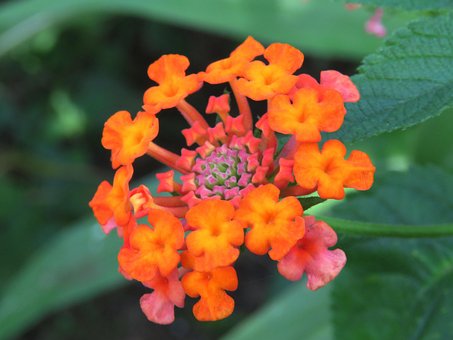 Free Flower Fresh photo and picture
