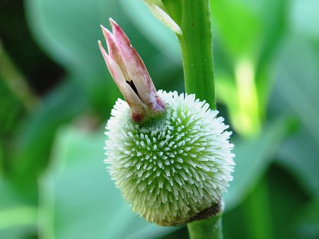 Free Flower Green photo and picture
